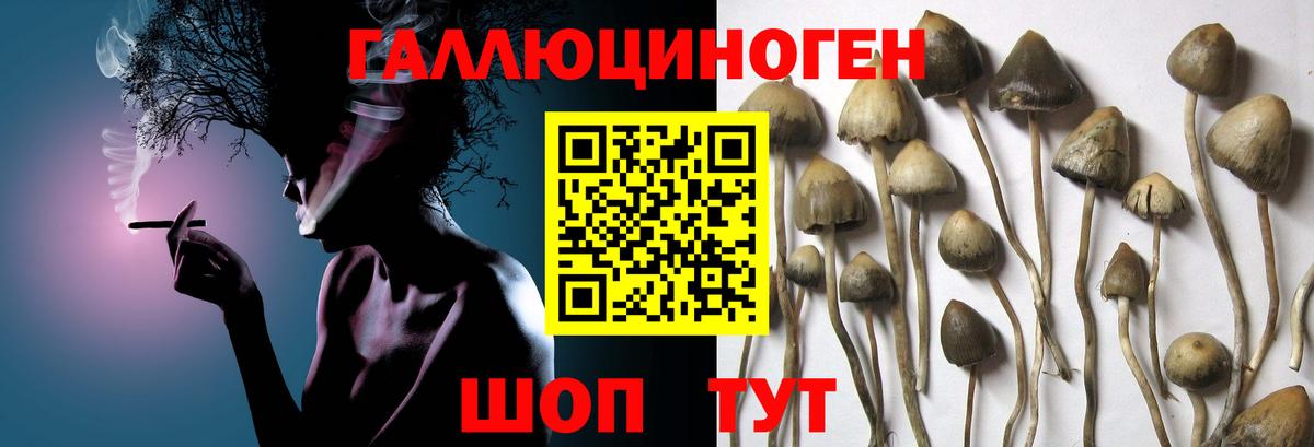 Псилоцибиновые грибы Cubensis  Вход с VPN  Псилоцибиновые грибы Magic Shrooms  Торжок 